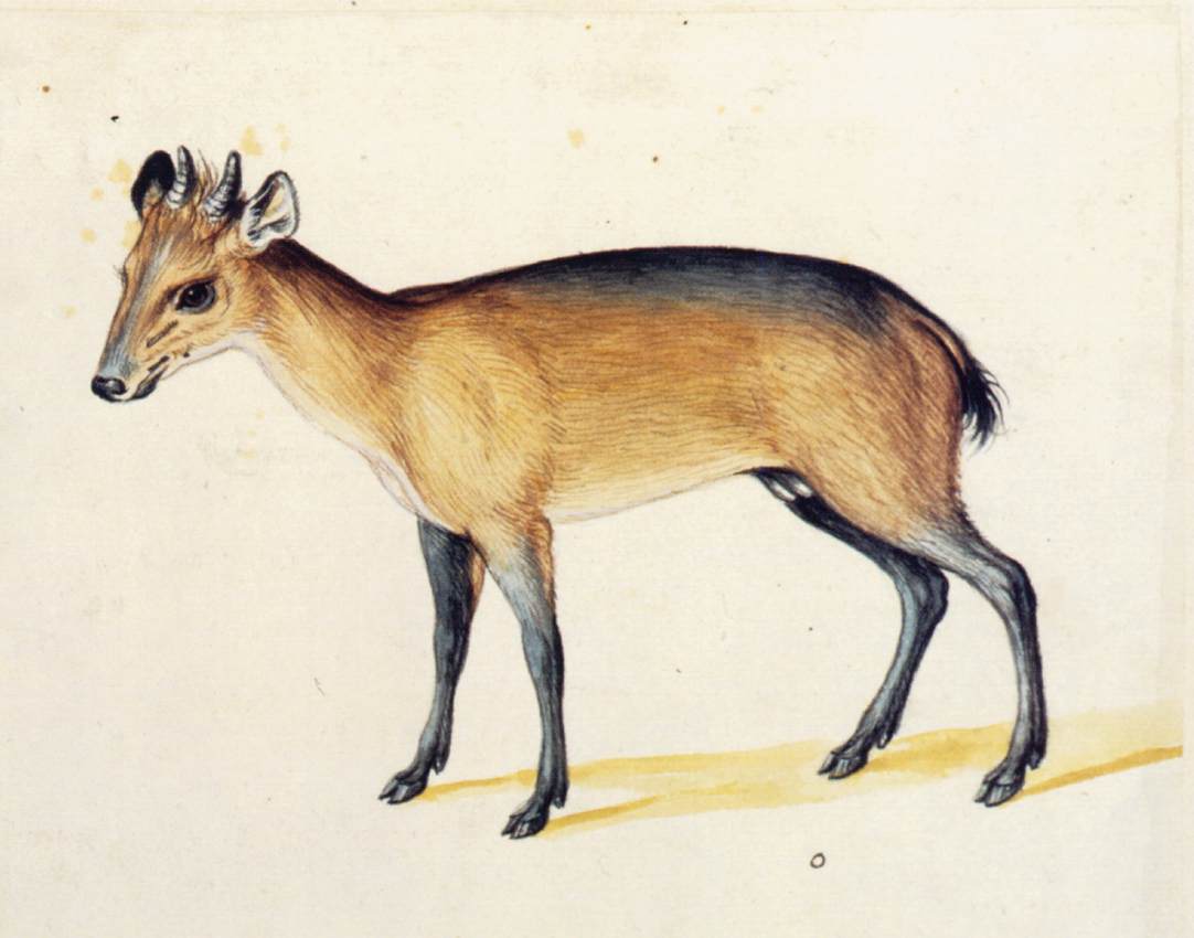 Red-flanked Duiker by ARCIMBOLDO, Giuseppe