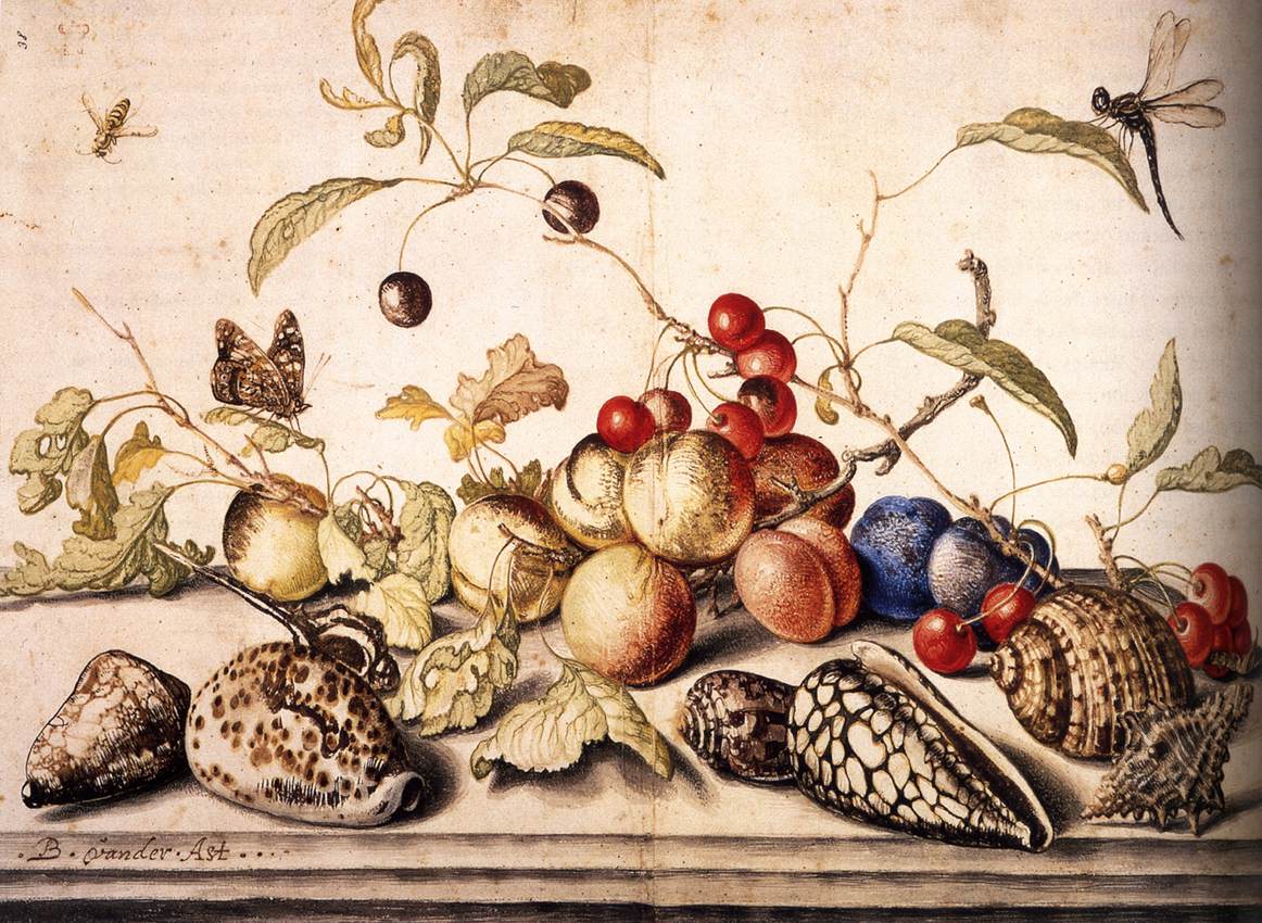 Still-Life with Plums, Cherries, and Shells by