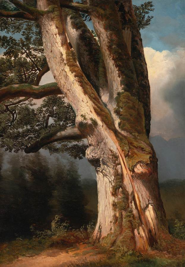 An Oaktree Trunk by CALAME, Alexandre