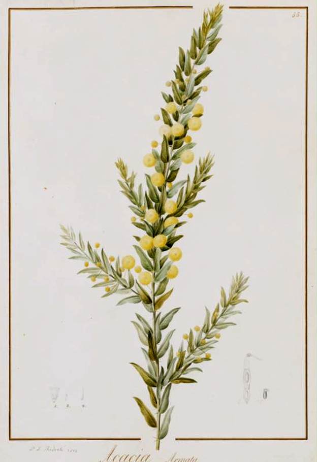 Acacia Armata by REDOUTÉ, Pierre-Joseph