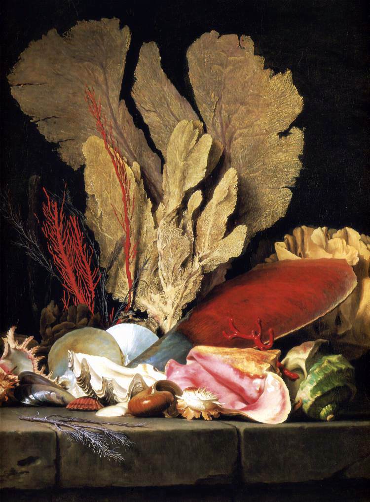 Still-Life with Tuft of Marine Plants, Shells and Corals by