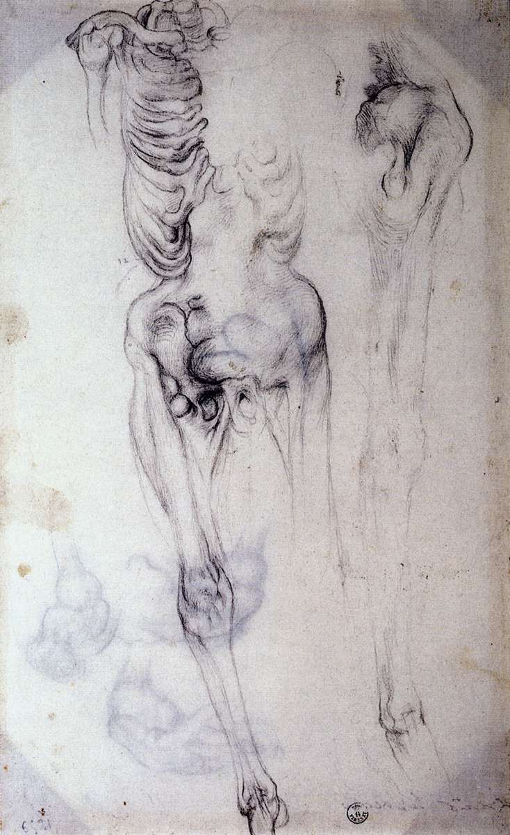 Anatomical study by PONTORMO, Jacopo