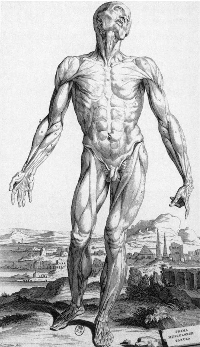 Anatomy by VESALIUS, Andreas