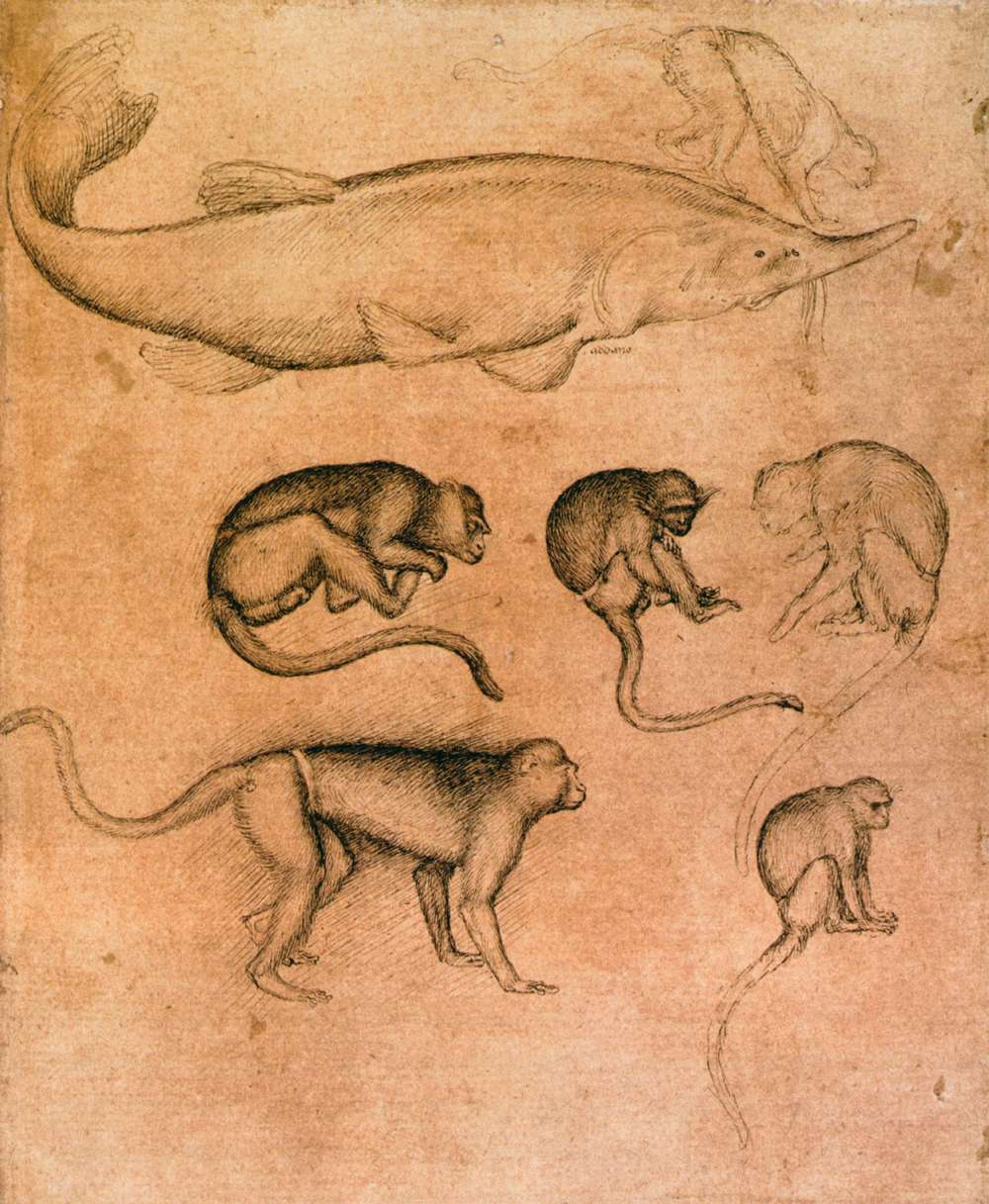 Sturgeon and Six Monkeys by PISANELLO