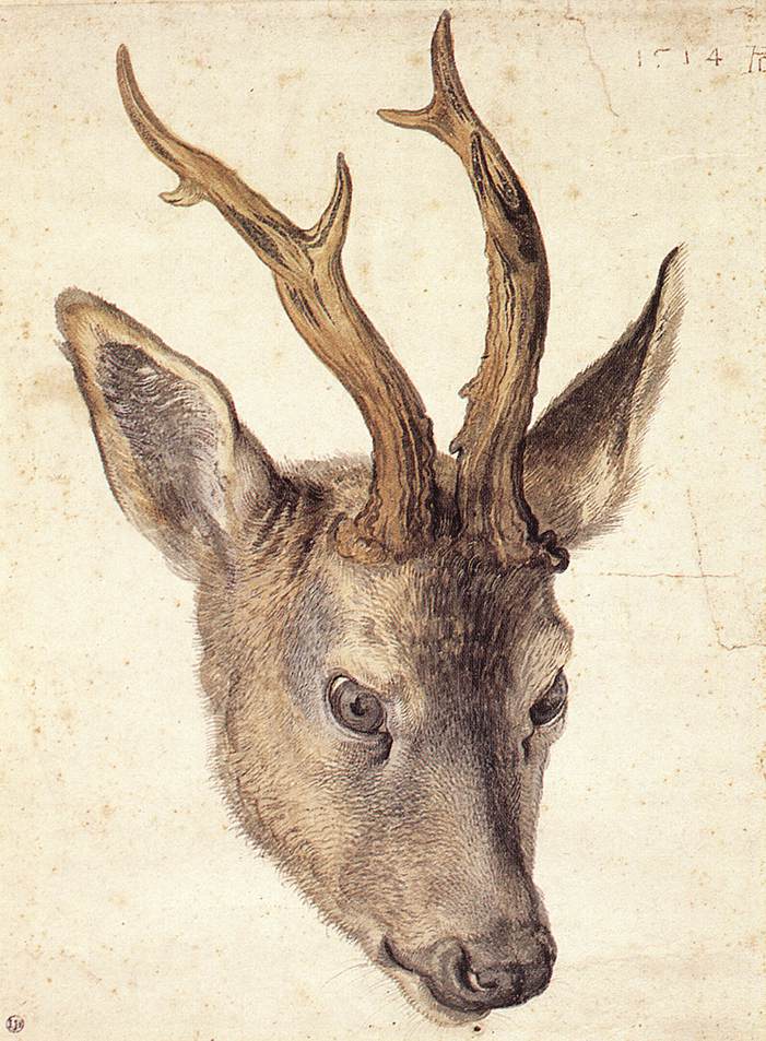 Head of a Stag by