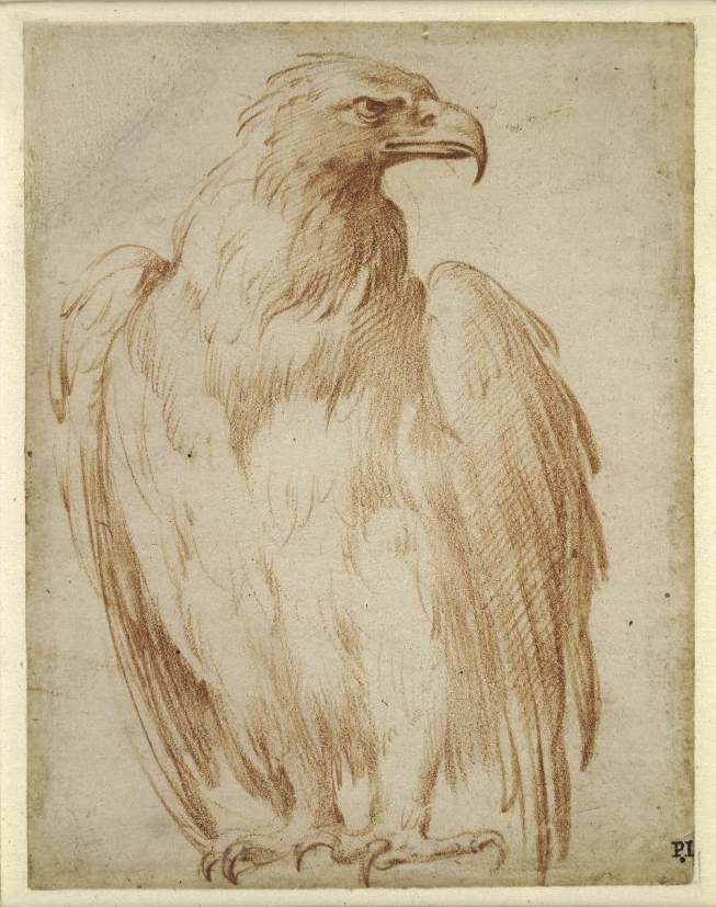 An eagle by PARMIGIANINO