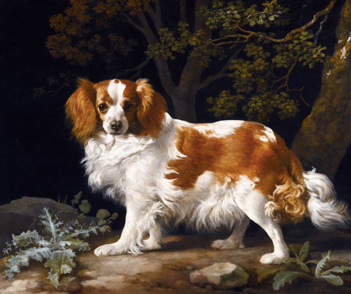 King Charles Spaniel by