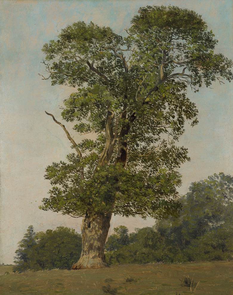 A Large Oak by FRØLICH, Lorenz