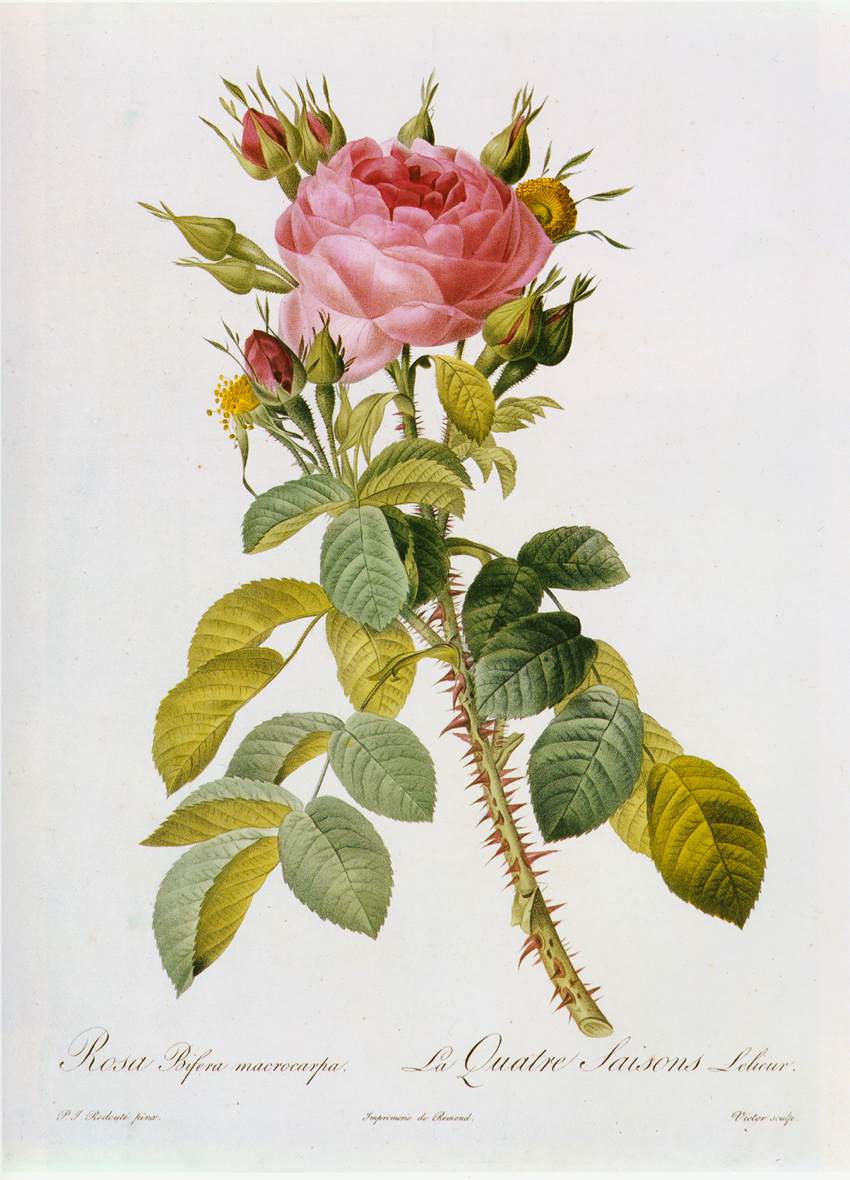 Rosa Bifera Macrocarpa by REDOUTÉ, Pierre-Joseph