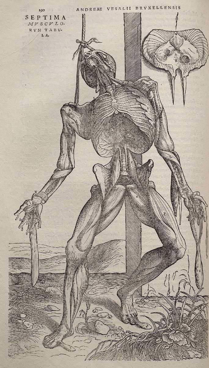 Dissected human body by VESALIUS, Andreas