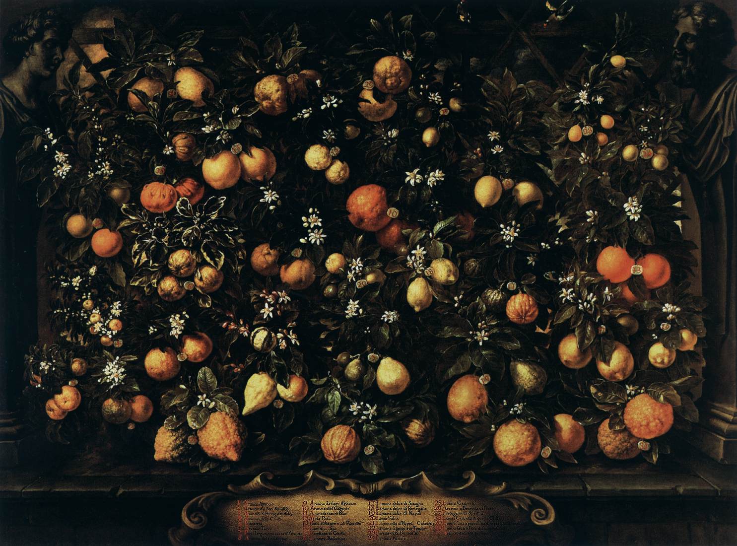 Oranges, Limes, Lemons, and Citrus lumia by BIMBI, Bartolomeo