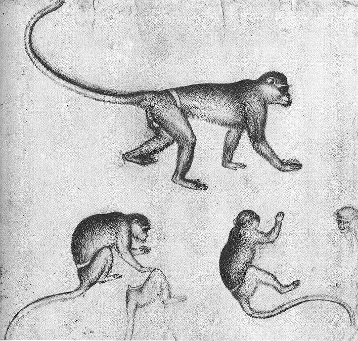 Apes (from the artist's sketchbook) by PISANELLO