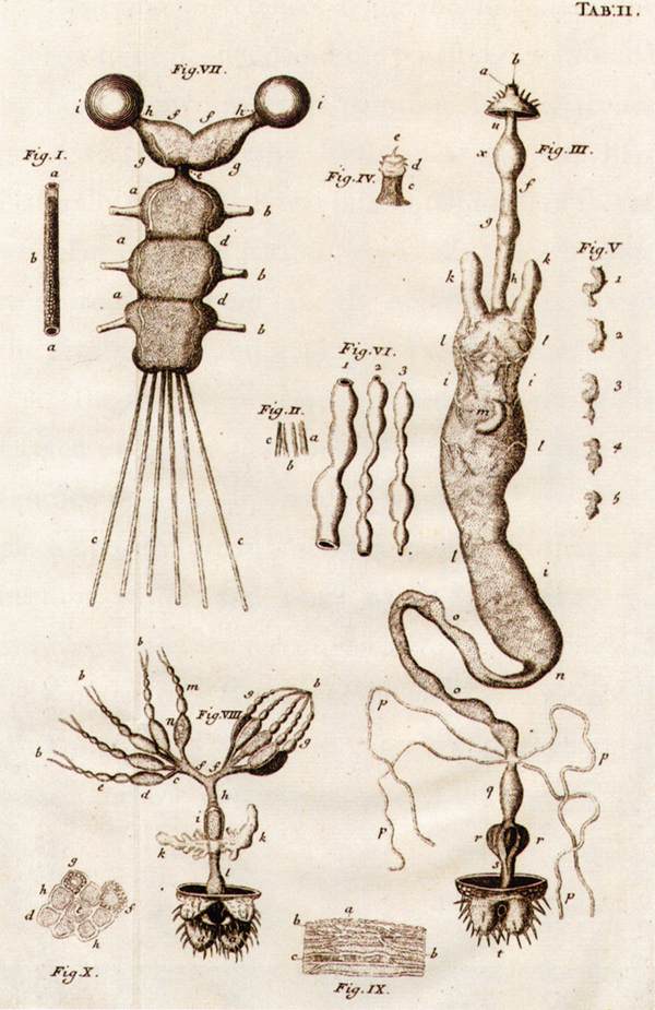 Anatomy of a Louse by SWAMMERDAM, Jan