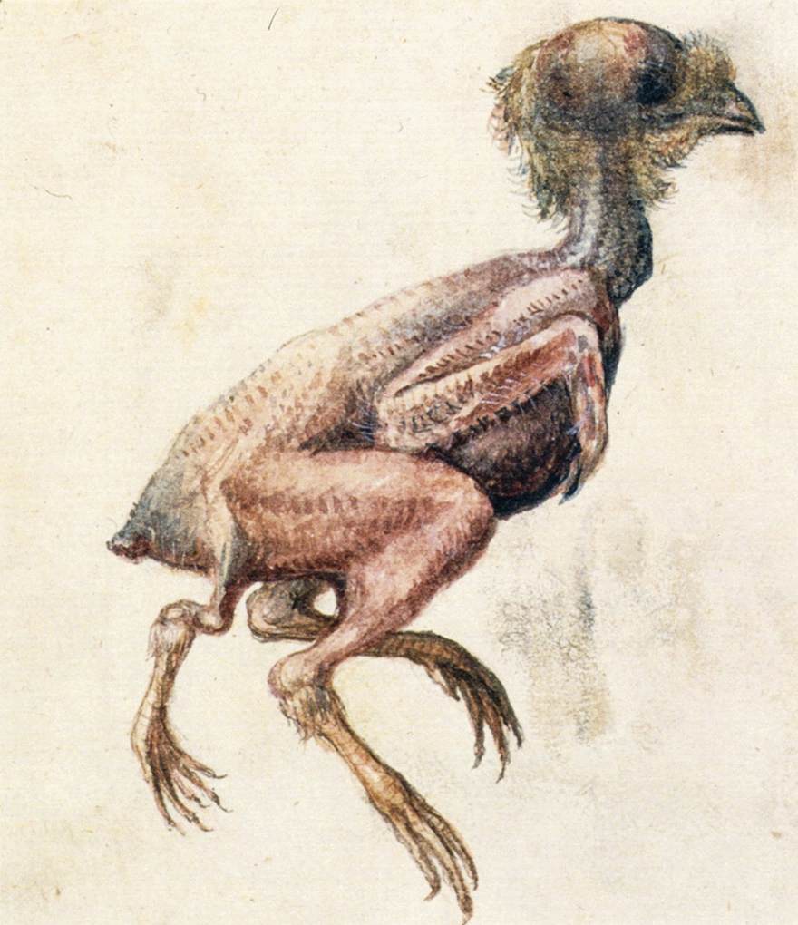 Study of a Featherless Three-Footed Chick by ARCIMBOLDO, Giuseppe