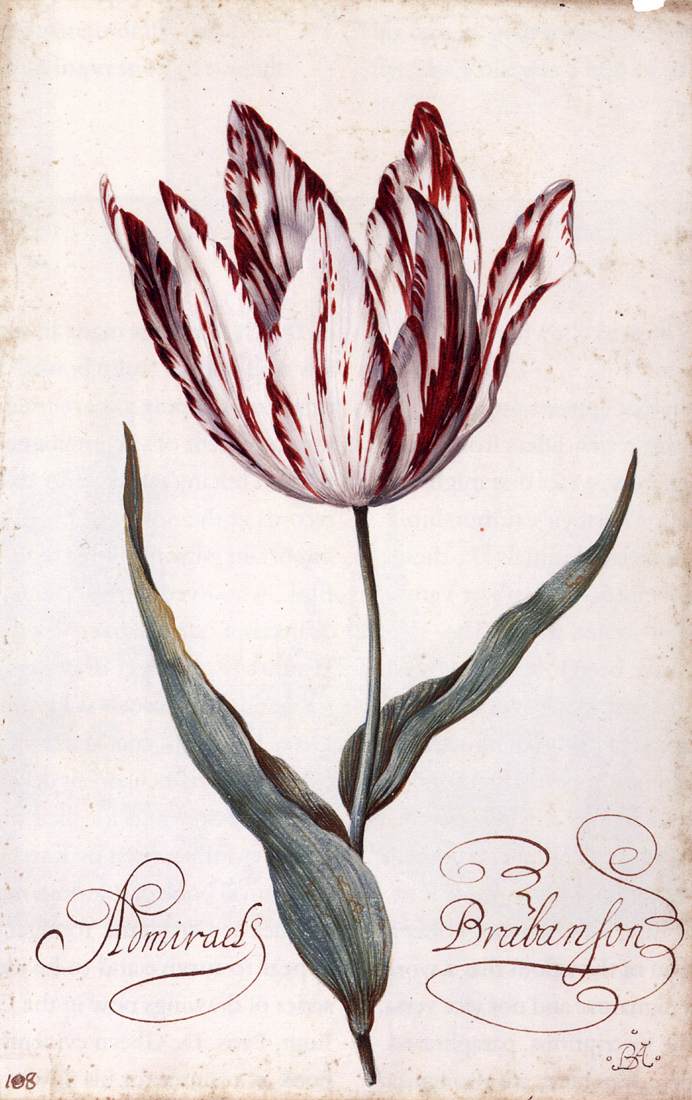 Tulip by