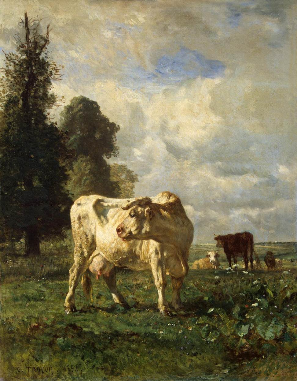 Cows in the Field by