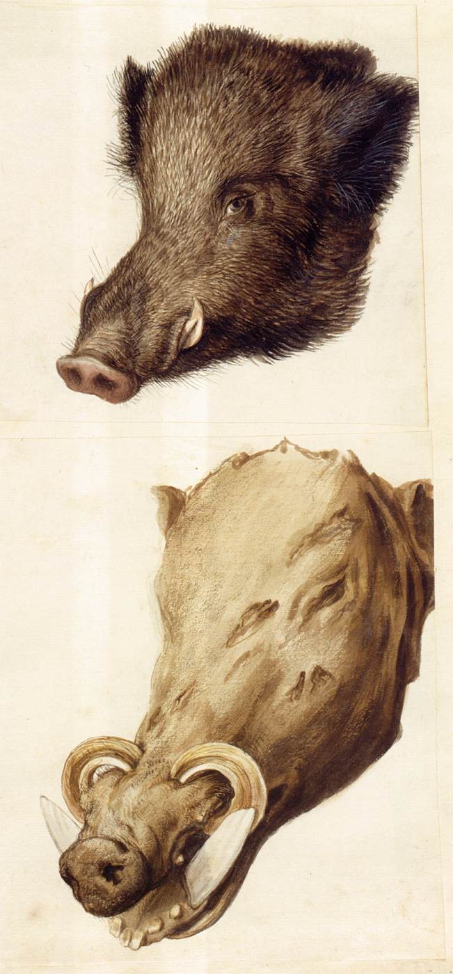 Nature studies by ARCIMBOLDO, Giuseppe