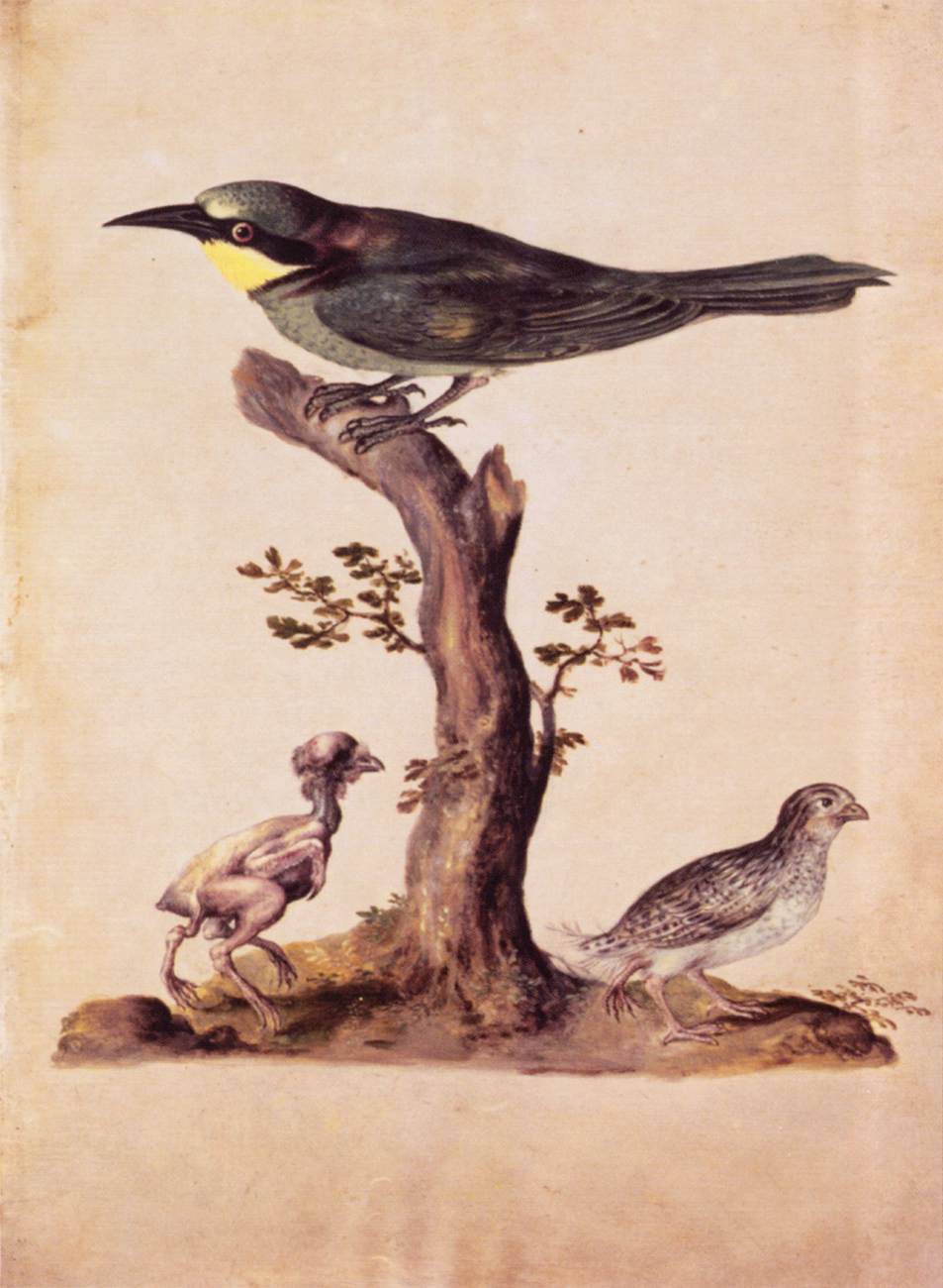 Birds by ARCIMBOLDO, Giuseppe