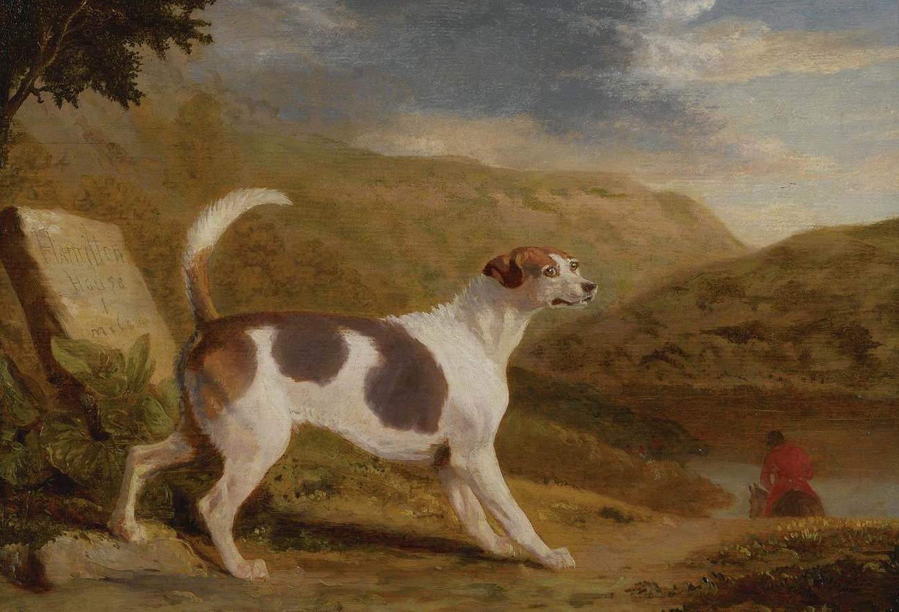 Hound in Scottish Landscape by