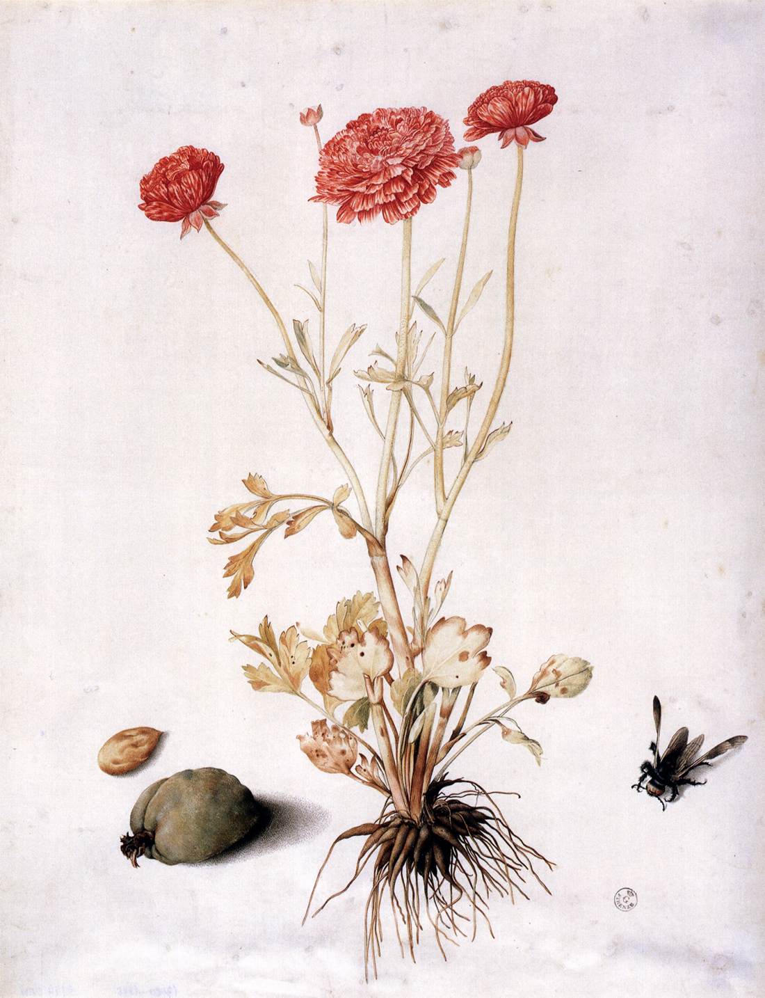 Ranunculus with Two Almonds and a Hymenopteran by GARZONI, Giovanna