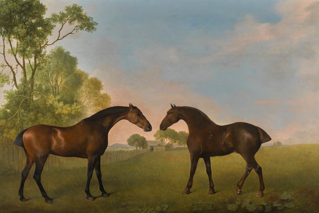 Two Bay Hunters in a Paddock by