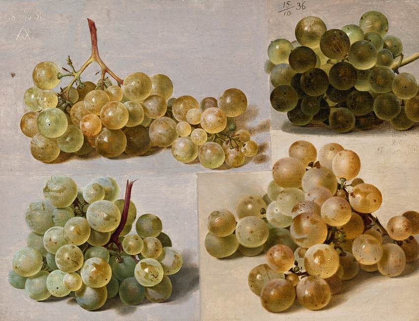 Still-Life of Grapes by