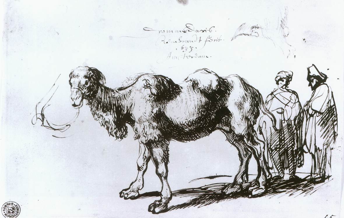 A two-humped camel by REMBRANDT Harmenszoon van Rijn