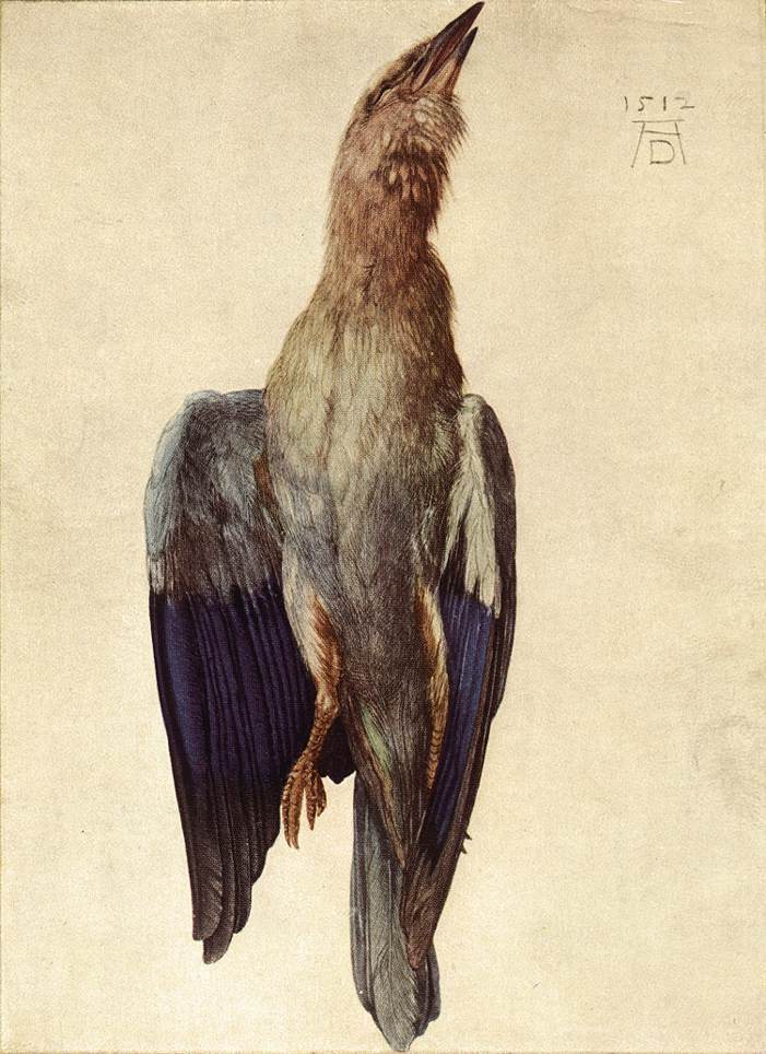 Dead Bluebird by DÜRER, Albrecht