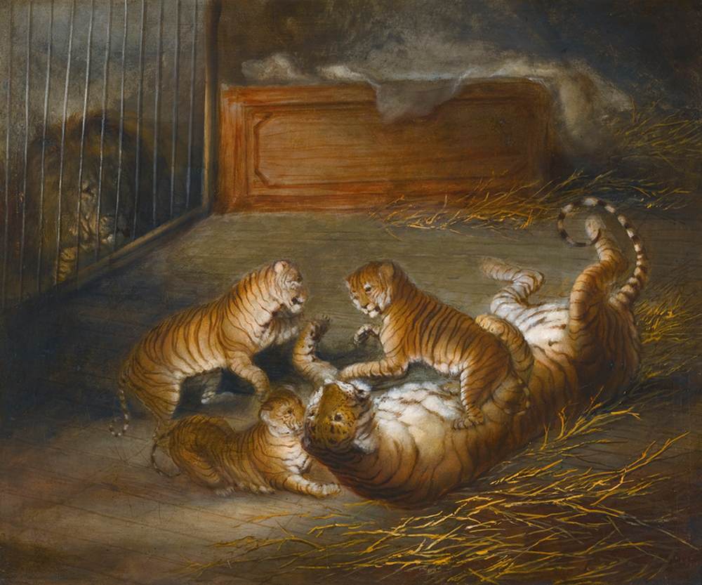 Three 'Liger' Cubs by DAVIS, Richard Barrett