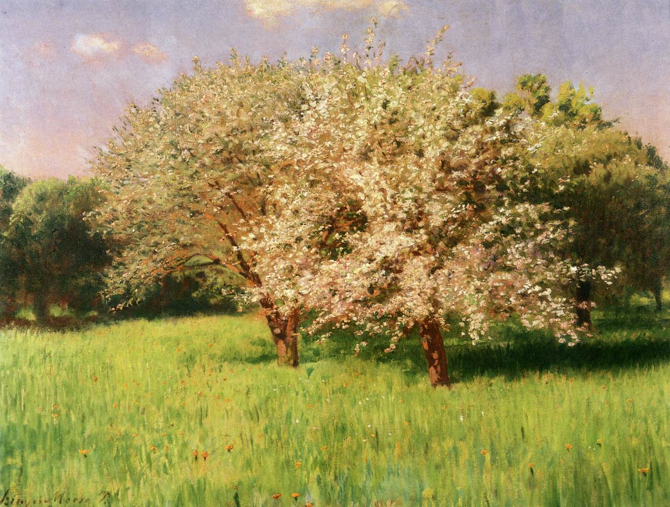 Blooming Apple Trees by