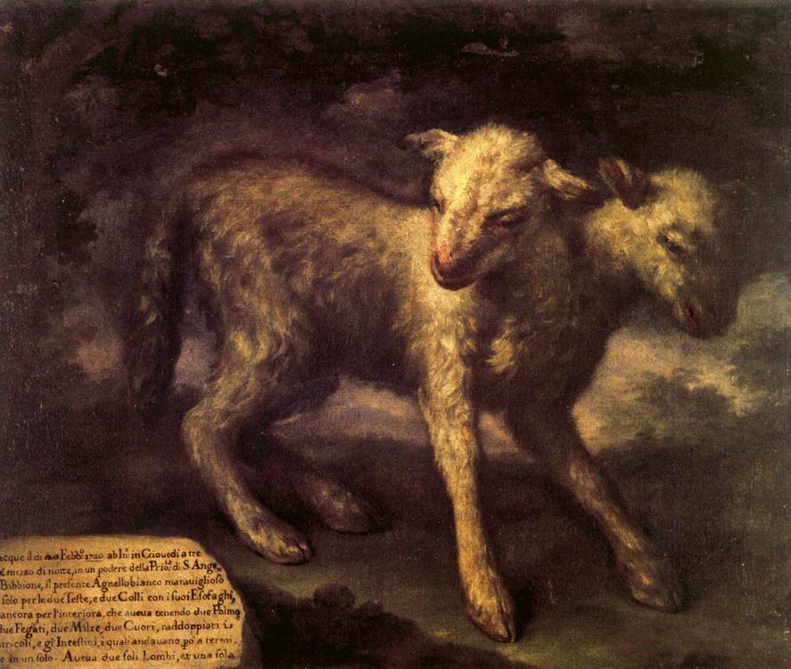 Two-Headed Lamb by BIMBI, Bartolomeo