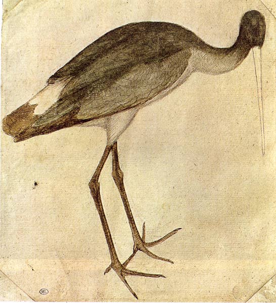 Stork by PISANELLO