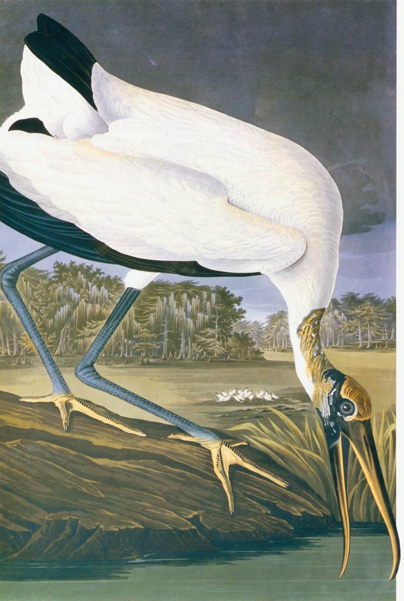 American Stork by AUDUBON, John James