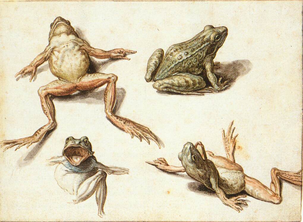 Four Studies of Frogs by GHEYN, Jacob de II