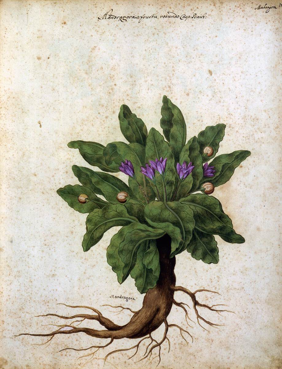 Mandrake by GARZONI, Giovanna